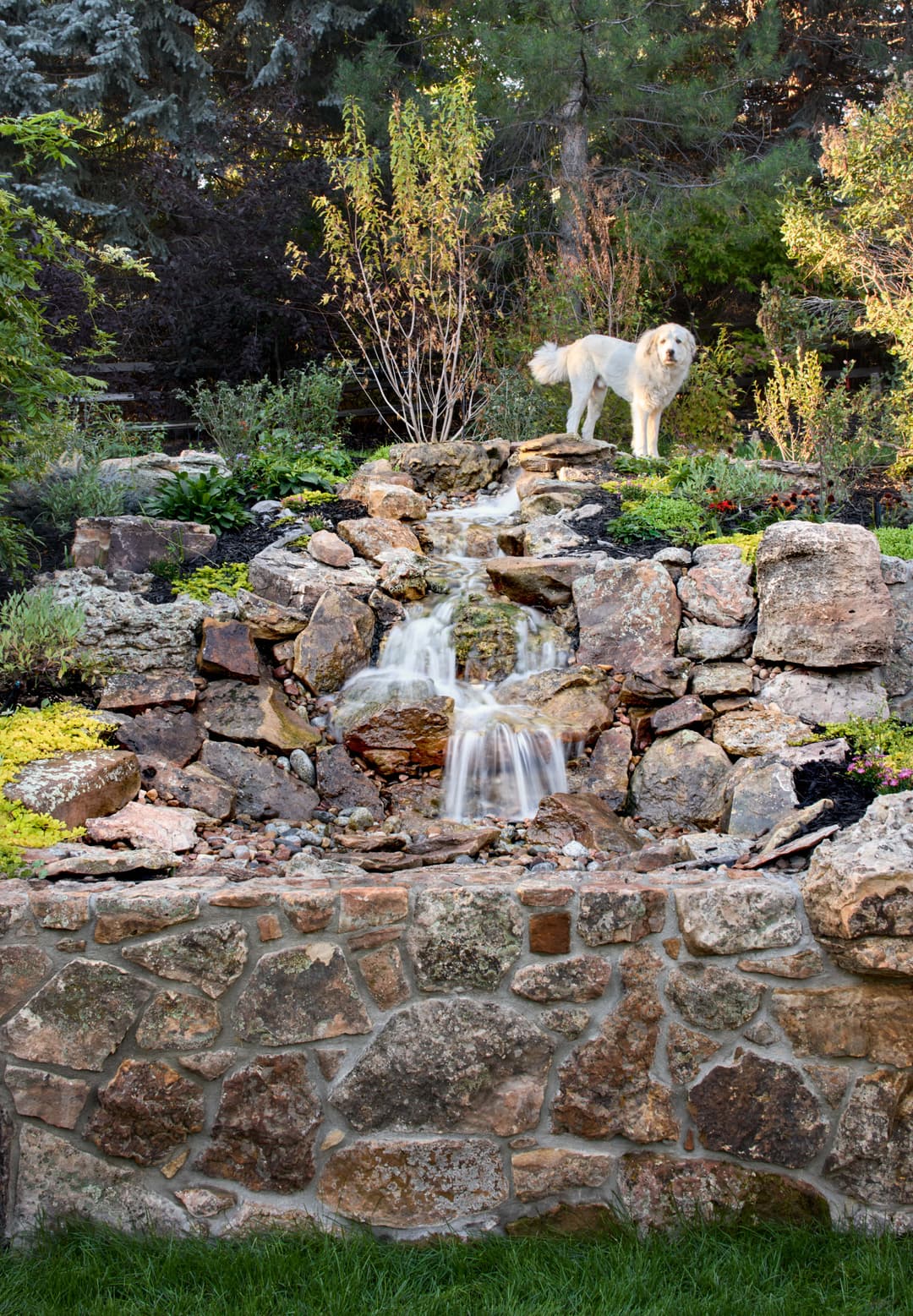 Beautiful garden waterfall with a golden retriever standing on rocks among lush greenery.