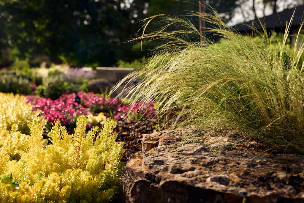 Lush garden featuring vibrant flowers and ornamental grasses in sunlight.