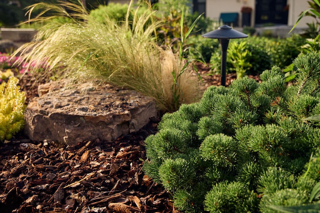 Lush garden with ornamental grasses, rock feature, and evergreen shrubs, enhancing outdoor aesthetics.