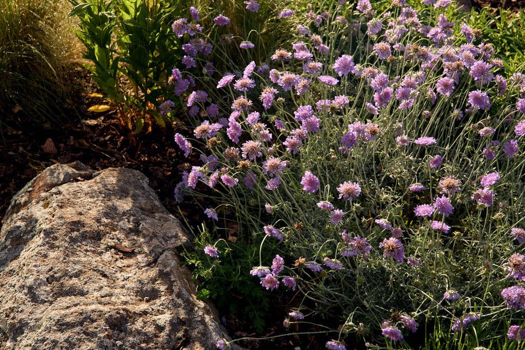 Purple flowering plants with a large rock in a garden setting. Natural landscape detail.